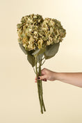 Load image into Gallery viewer, Hydrangea Floral Stem - Faded Green