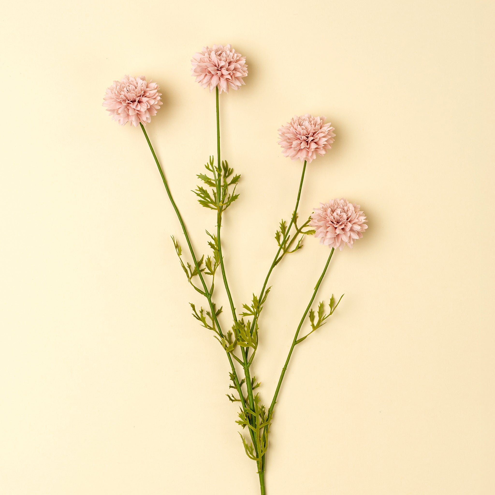 Mini Chrysanthemum Stem
